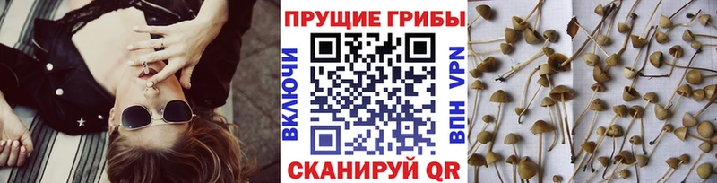Купить где  Ливны  Псилоцибиновые грибы прущие грибы 
